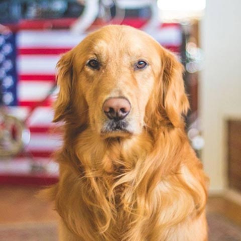 dog1